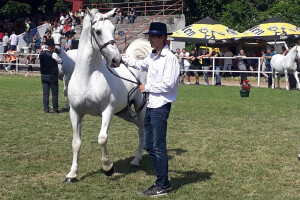 Lipicaner 27 Maestoso Trompeta - šampion među naboljim i najljepšim konjima