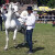 Lipicaner 27 Maestoso Trompeta - šampion među naboljim i najljepšim konjima