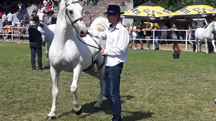 Lipicaner 27 Maestoso Trompeta - šampion među naboljim i najljepšim konjima