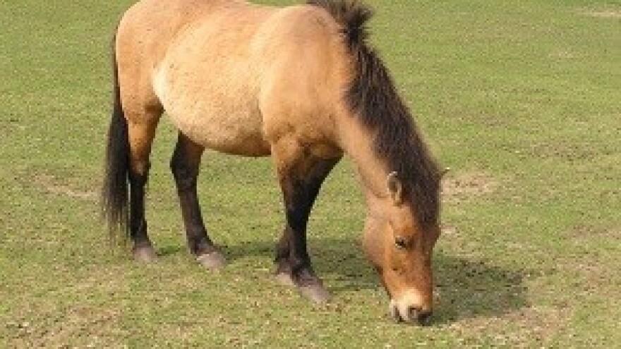 Pravilna ishrana konja