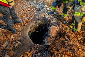 Neverovatna akcija spašavanja kobile propale u vrtaču