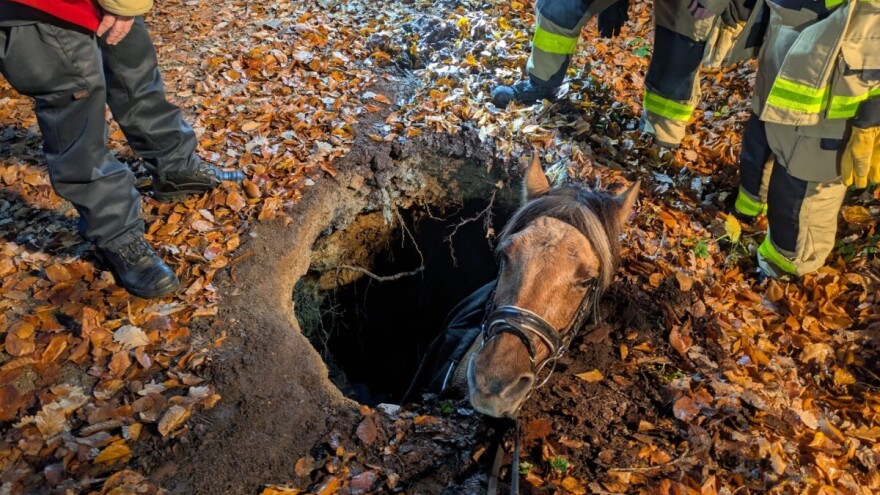 Nevjerojatna akcija spašavanja kobile propale u vrtaču