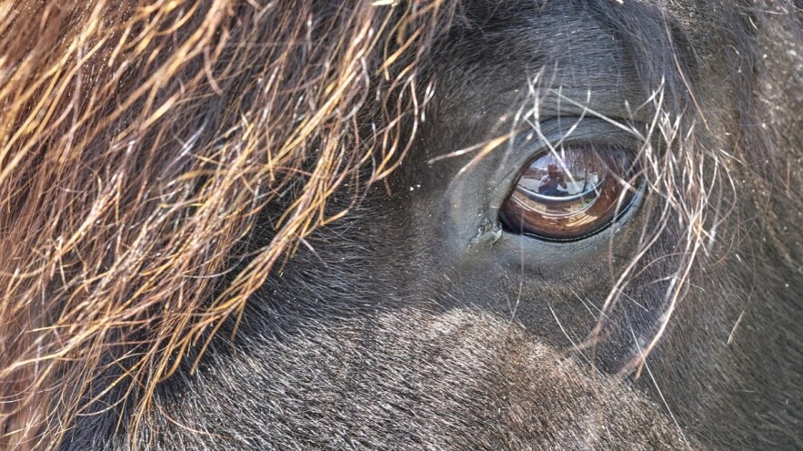 Konju svezali noge i bacili ga u rijeku Bosnu