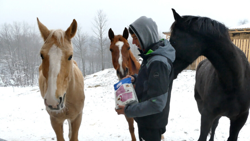 Konji na Tari posebna atrakcija