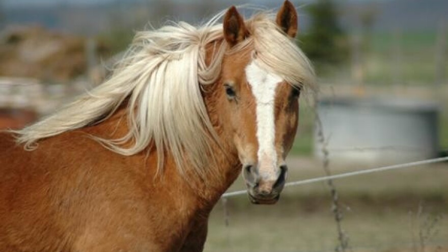 Stočarska izložba Krapinsko-zagorske županije