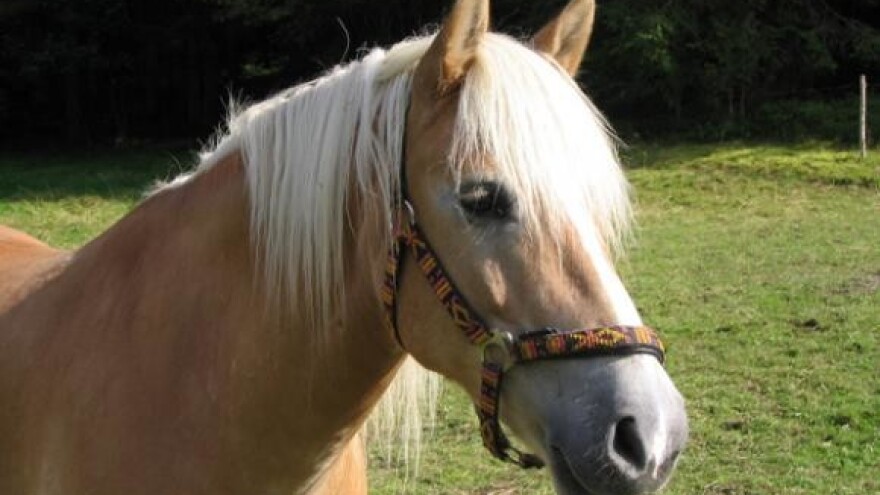 Projekt zbrinjavanja konjskog stajnjaka