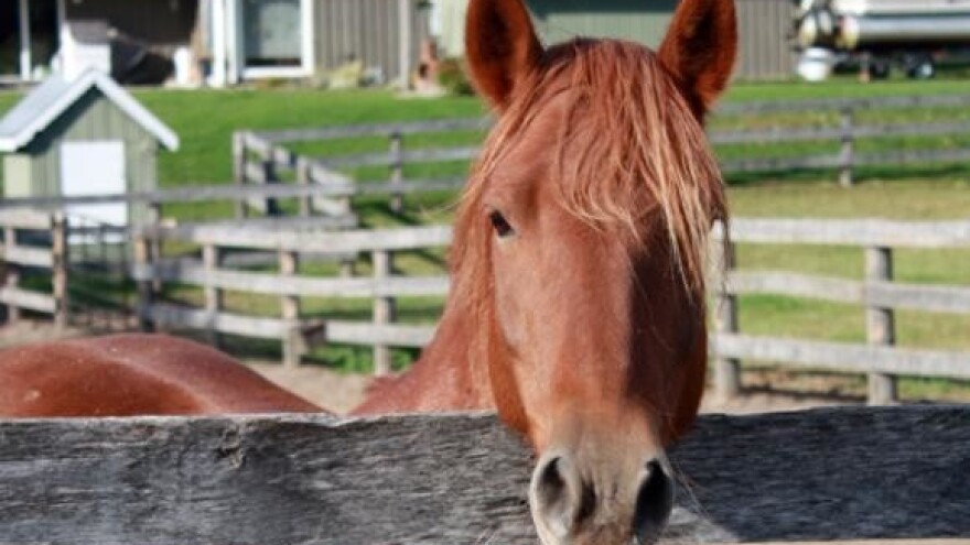 Odgođen sajam konja i konjičke opreme