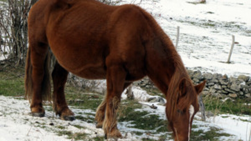 Godišnja skupština Županijske udruge uzgajivača konja