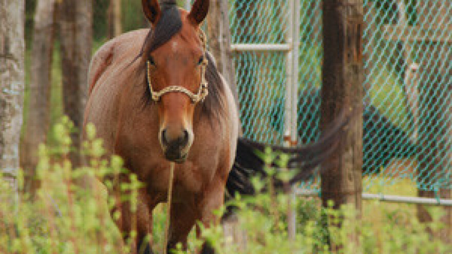 TV Lipicaner emitira se zahvaljujući Terminatoru!