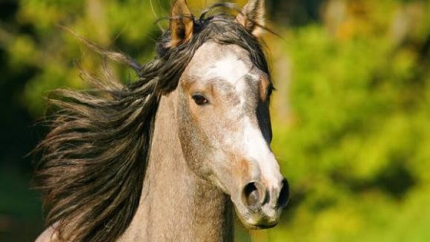 Održane galopske konjičke utrke