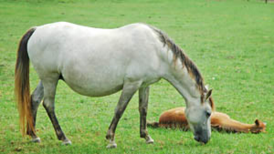 Ergeli Đakovo vraća se pravna osobnost