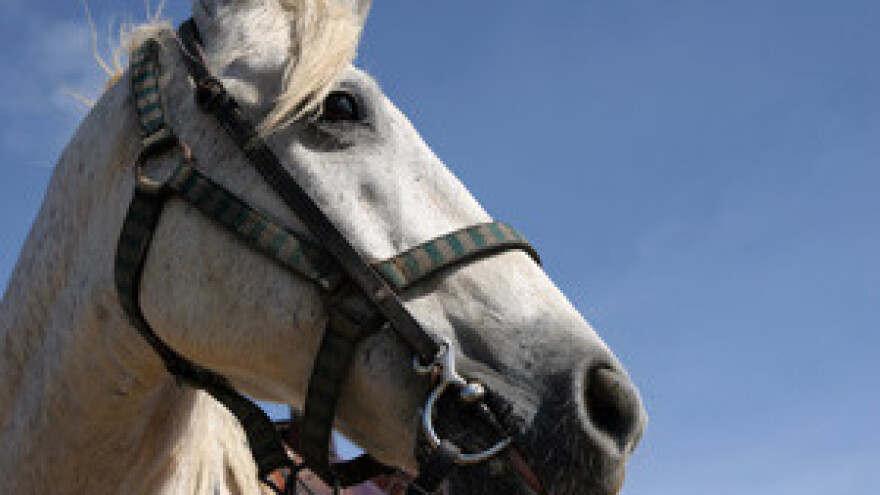 Slavonci ljutiti jer je za šefa ergele imenovan Varaždinac