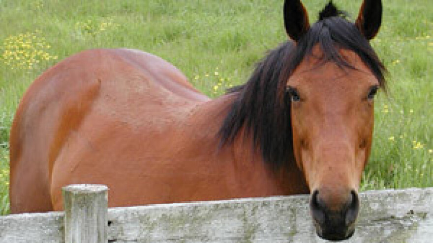 Đakovo postalo sjedište "nove" Državne ergele