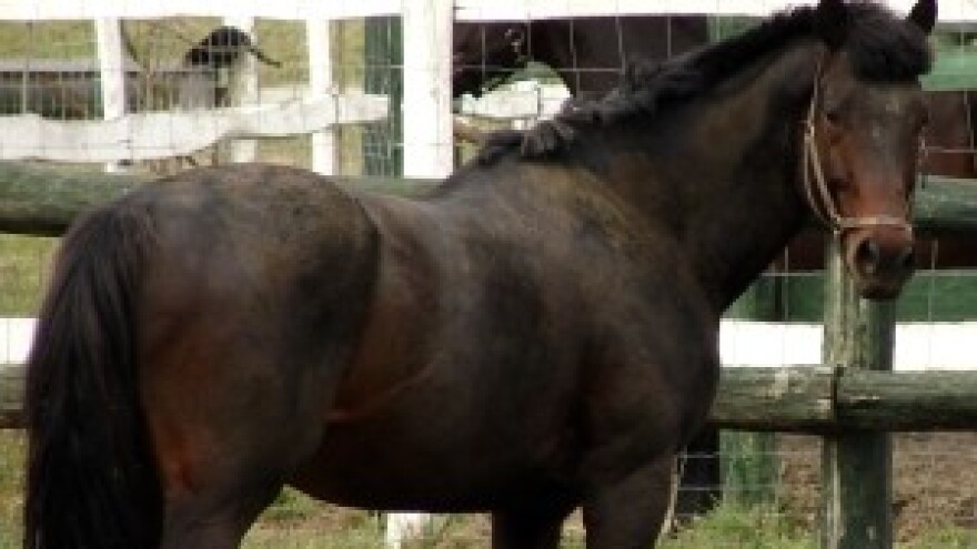 Pola milijuna kuna za staju za konje iz IPARD-a