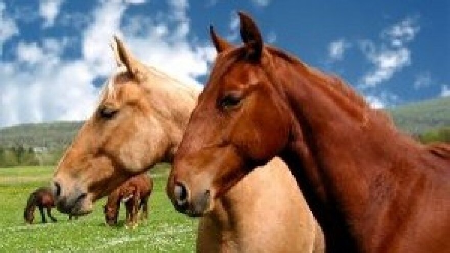 Velike mogućnosti za konjički turizam