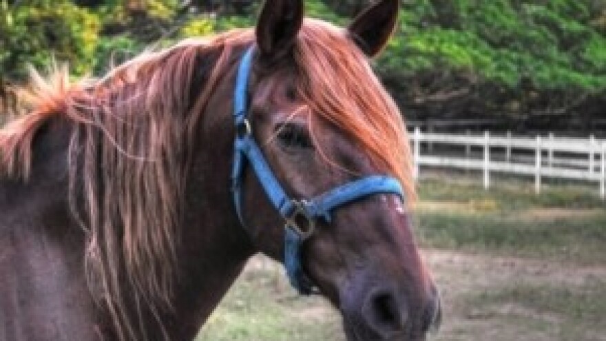 Otvara se pitanje zajedničkih pašnjaka