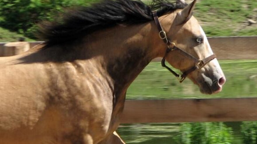 Na Ranču Brko treći konjički turnir