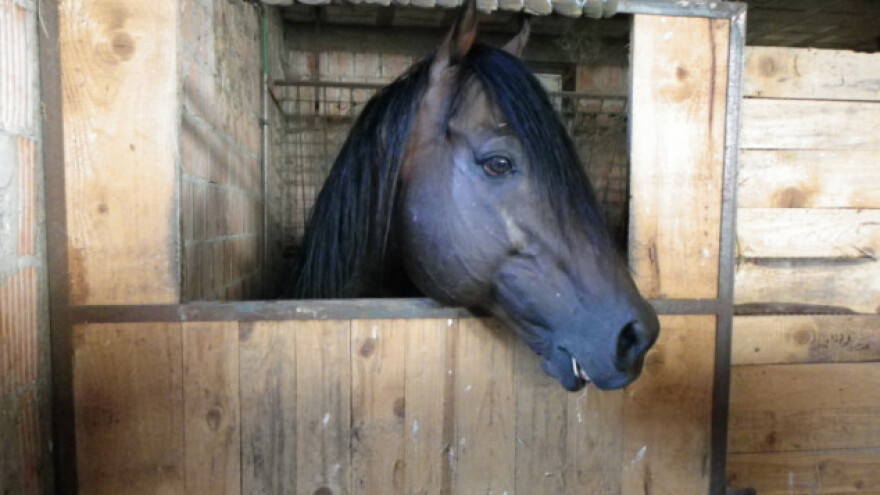 Poljski Sejm će donijeti rezoluciju o konju