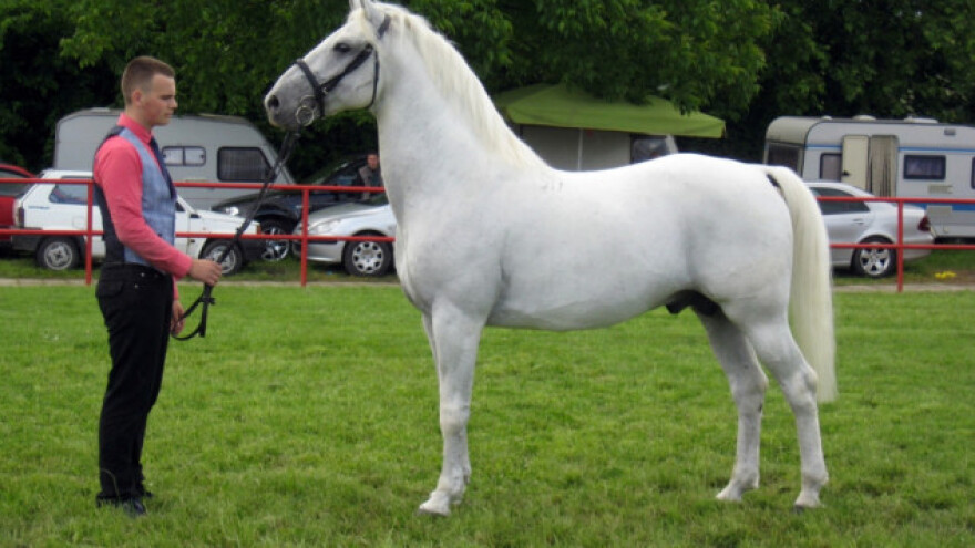 Prijavljeno 213 priplodnih grla konja