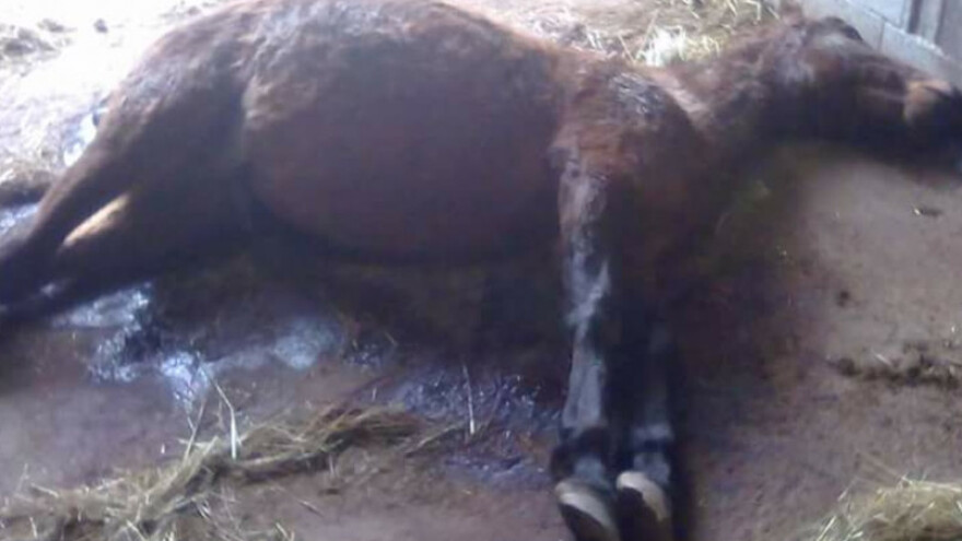 Kaznena prijava zbog mučenja životinja u Oroslavju