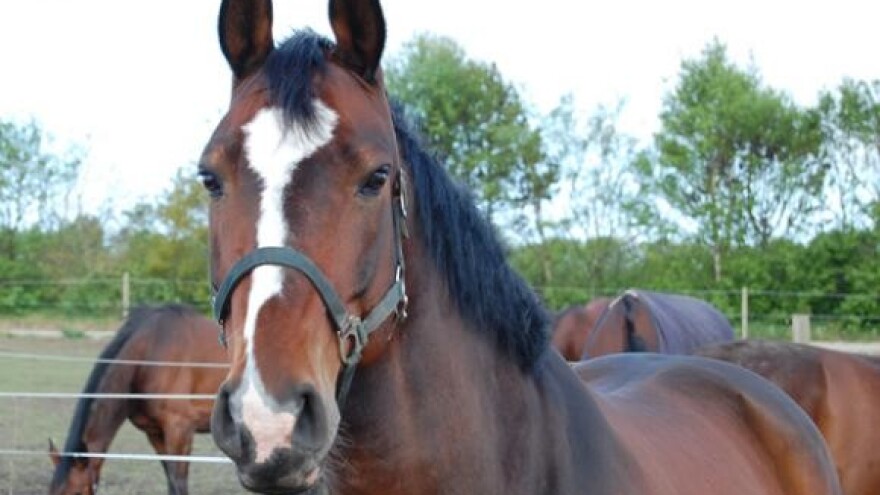 Natjecanje u western jahanju