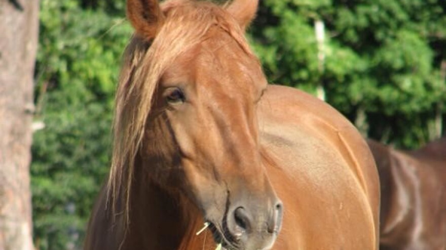 Prikolice za rasne konje