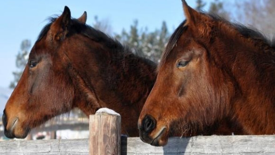 Raširenost leptospiroze kod konja