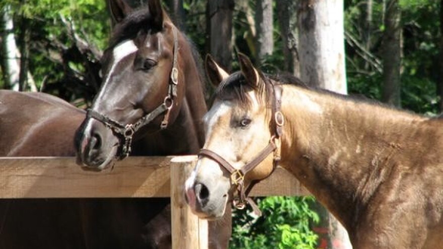 Nema opasnosti od leptospiroze