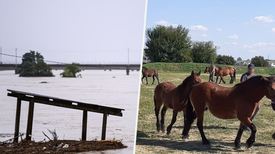 Očajnički apel vlasnika: Poplava je zarobila 150 konja, podavit će se, pomozite nam spasiti ih!
