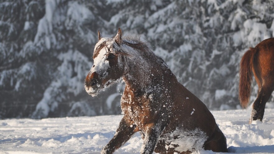5. savjetovanje uzgajivača konja