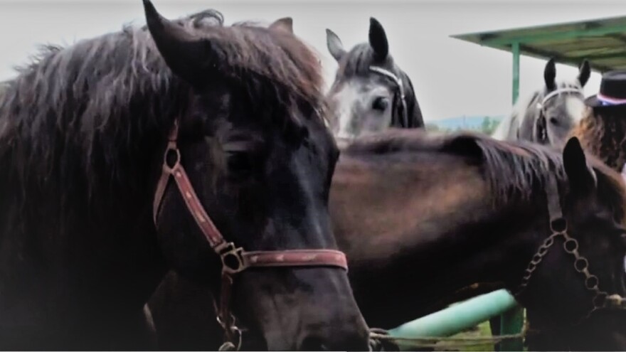 Kraj neodgovornosti uzgajivača konja - konjogojci dužni raditi i DNK analizu