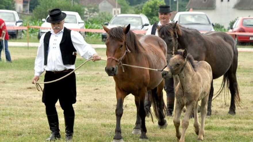 Konjogojstvo nije profitabilno, konji se uzgajaju iz ljubavi