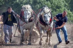 Rumska Štraparijada - gde se ogleda sva snaga konja hladnokrvnjaka