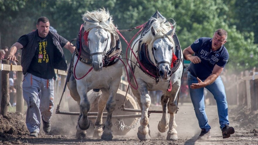 Rumska Štraparijada - gde se ogleda sva snaga konja hladnokrvnjaka