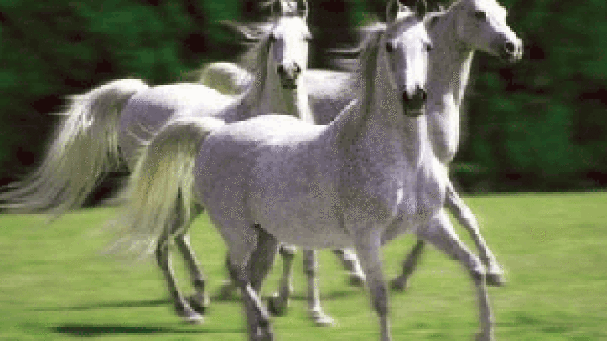 Završena sezona konjičkih natjecanja