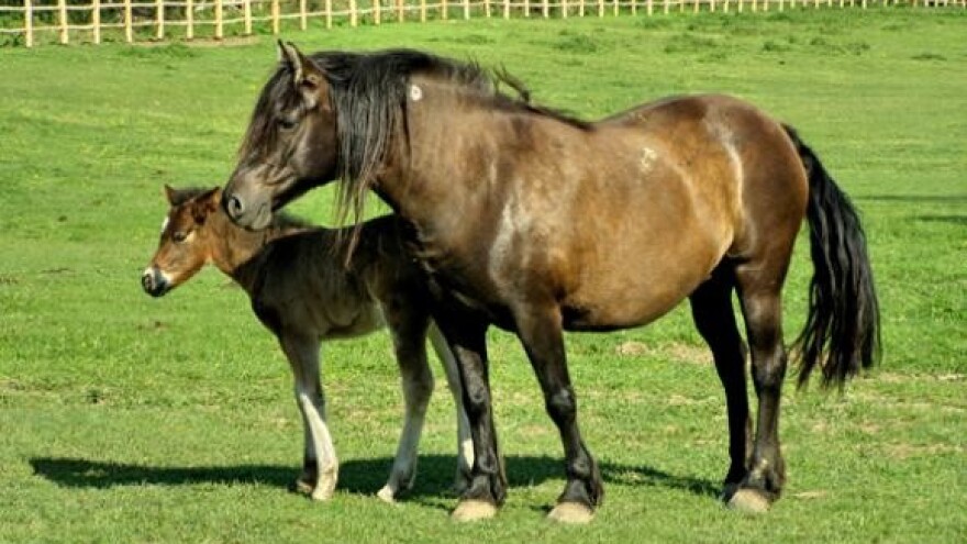 Izložba stoke i konja Krapinsko-zagorske županije Zlatar 20
