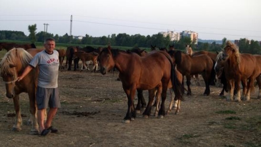 Uskoro isplata potpora vlasnicima konja