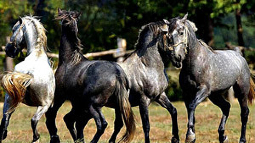 Vlada prevarila Đakovčane, ne želi im vratiti Ergelu?!