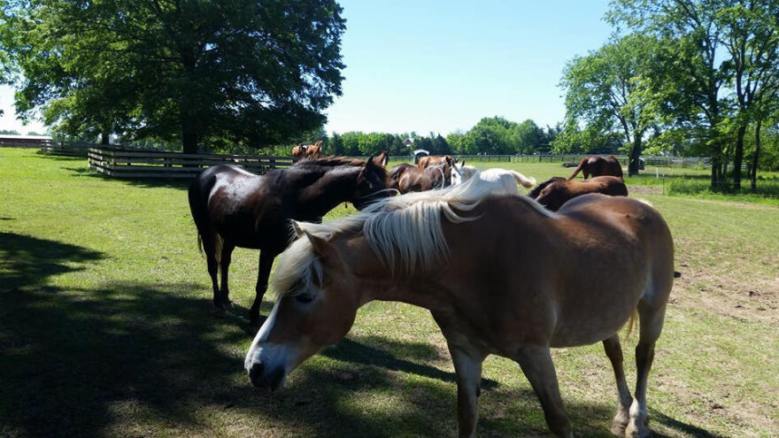 Konjaništvo novog doba - edukacijski i terapijski program