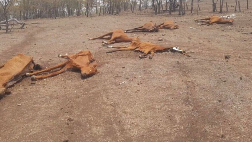 Jeziva okrutnost prema konjima: Ostavljeni da uginu od gladi