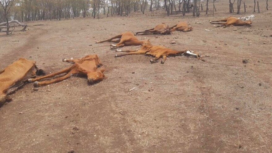 Jeziva okrutnost prema konjima: Ostavljeni da uginu od gladi