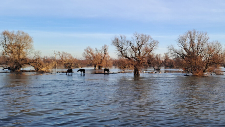 Nabujali Dunav zarobio 97 krava, 40 teladi i 70 konja - u tijeku je spašavanje životinja