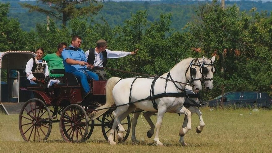 Zašto je Svilajnac najbolje mesto za uzgoj konja?