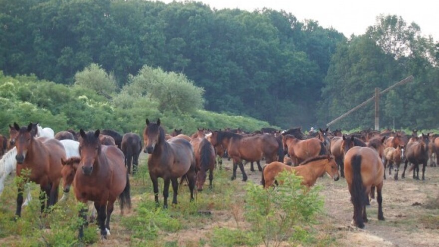 Vlasnici konja: predajte zahtjeve za potporu
