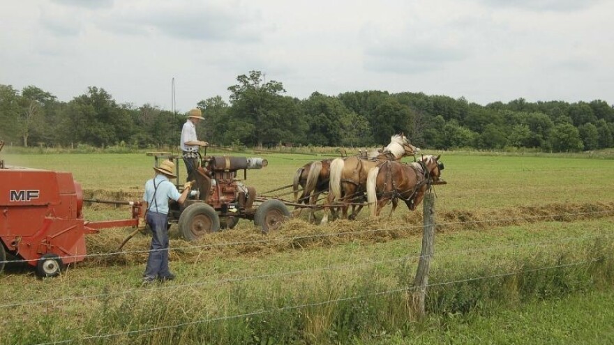 Likom luta na stotine ničijih konja