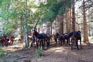 Iz državnog proračuna za uzgoj toplokrvnih konja osigurano 6,2 milijuna kuna
