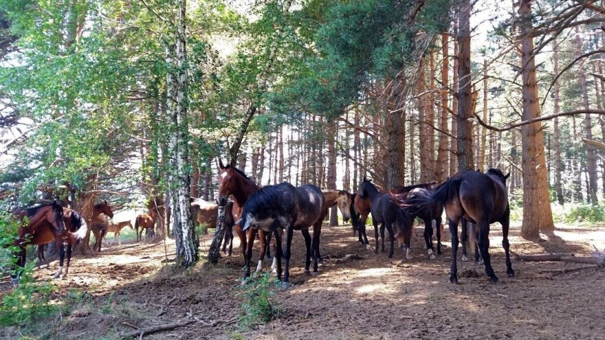 Iz državnog proračuna za uzgoj toplokrvnih konja osigurano 6,2 milijuna kuna