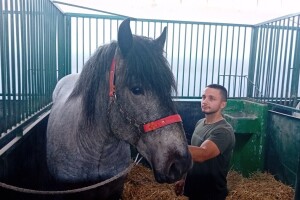 Braća Baron i Mango - konji od gotovo dva metra, vlasnik ih uzgaja zbog meraka