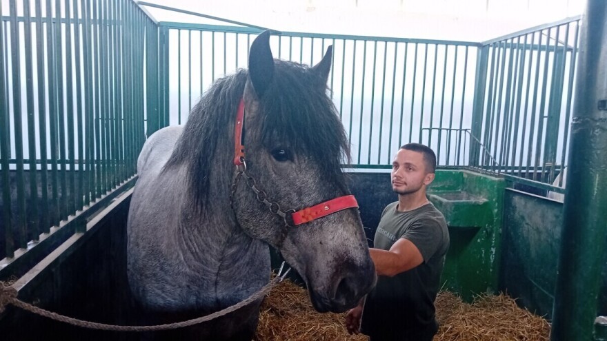 Braća Baron i Mango - konji od gotovo dva metra, vlasnik ih uzgaja zbog meraka
