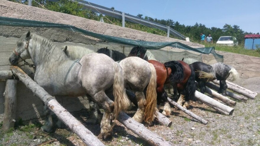 Bogatstvo autohtonih pasmina: izložba hrvatskog hladnokrvnjaka i posavca te goveda - ličke buše